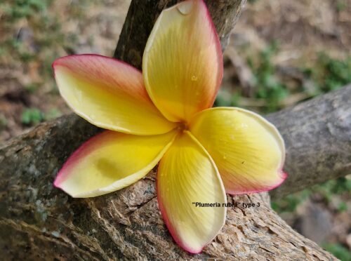 Plumeria rubra (variétés 3 & 4)