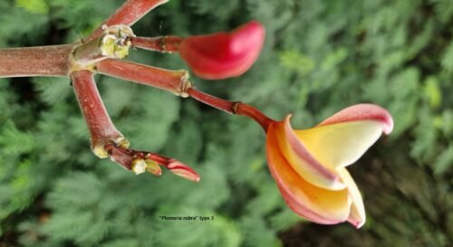 Plumeria rubra (variétés 3 & 4)