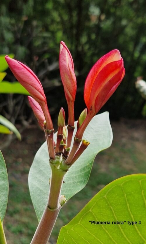 Plumeria rubra (variétés 3 & 4)