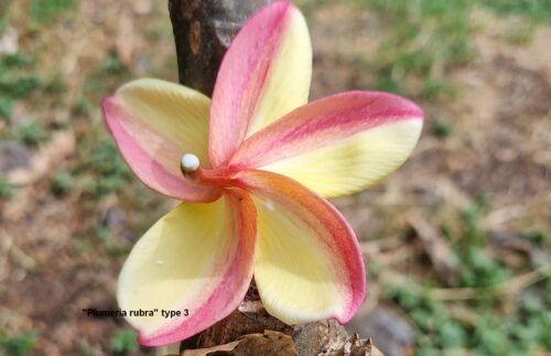 Plumeria rubra (variétés 3 & 4)