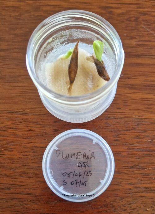 Plumeria rubra (germination)