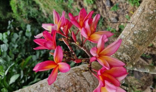 Plumeria rubra (variétés 3 & 4)