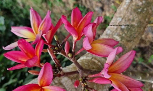 Plumeria rubra (variétés 3 & 4)