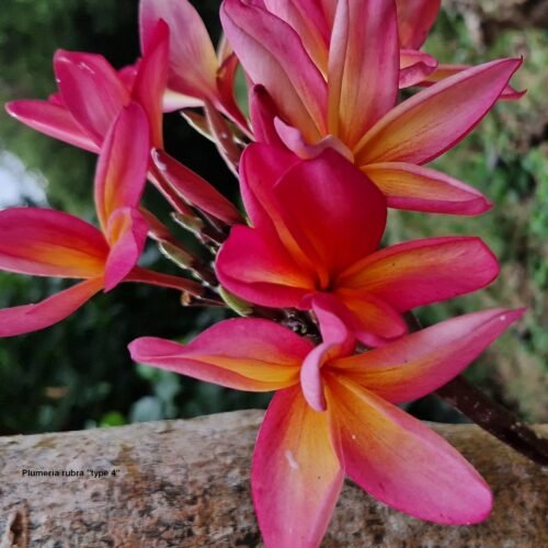 Plumeria rubra (variétés 3 & 4)