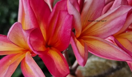 Plumeria rubra (variétés 3 & 4)