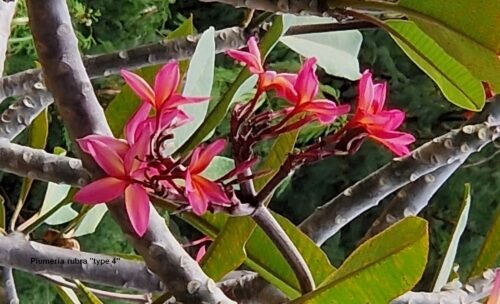 Plumeria rubra (variétés 3 & 4)
