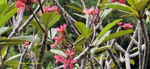 Plumeria rubra (variétés 3 & 4)