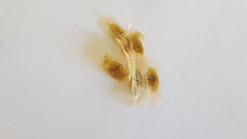 Tecoma capensis (seeds)