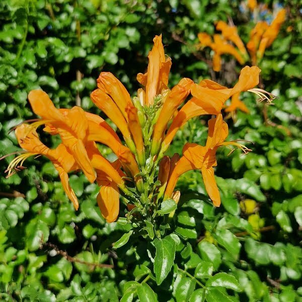 Tecoma capensis