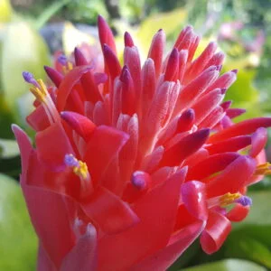 Billbergia pyramidalis -  Billbergia / Flaming torch (graines/seeds)