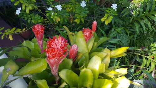 Billbergia pyramidalis -  Billbergia / Flaming torch (graines/seeds) – Image 11