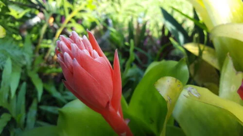 Billbergia pyramidalis -  Billbergia / Flaming torch (graines/seeds) – Image 10