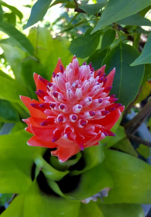 Billbergia pyramidalis -  Billbergia / Flaming torch (graines/seeds) – Image 9