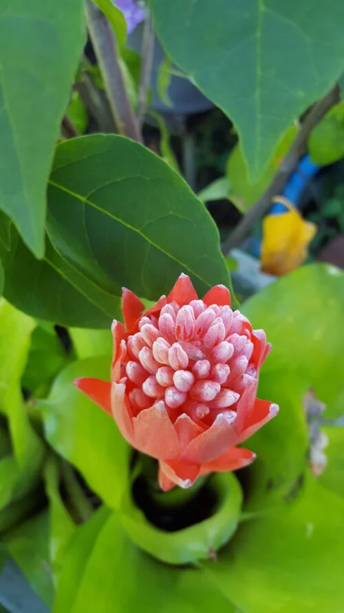 Billbergia pyramidalis -  Billbergia / Flaming torch (graines/seeds) – Image 8