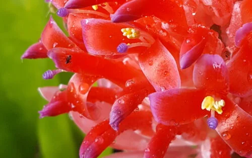 Billbergia pyramidalis -  Billbergia / Flaming torch (graines/seeds) – Image 6