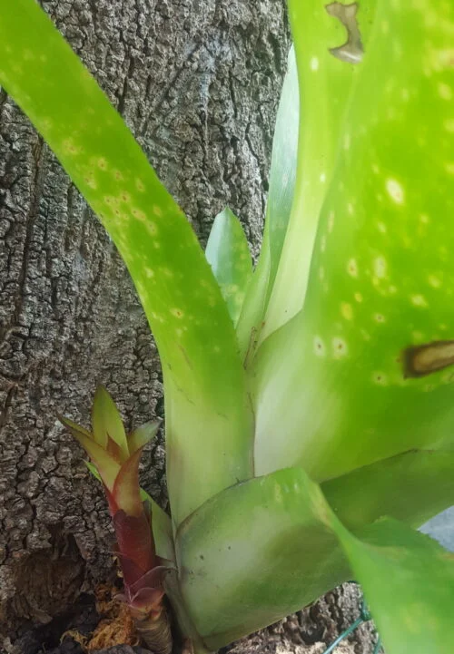 Billbergia pyramidalis -  Billbergia / Flaming torch (graines/seeds) – Image 4