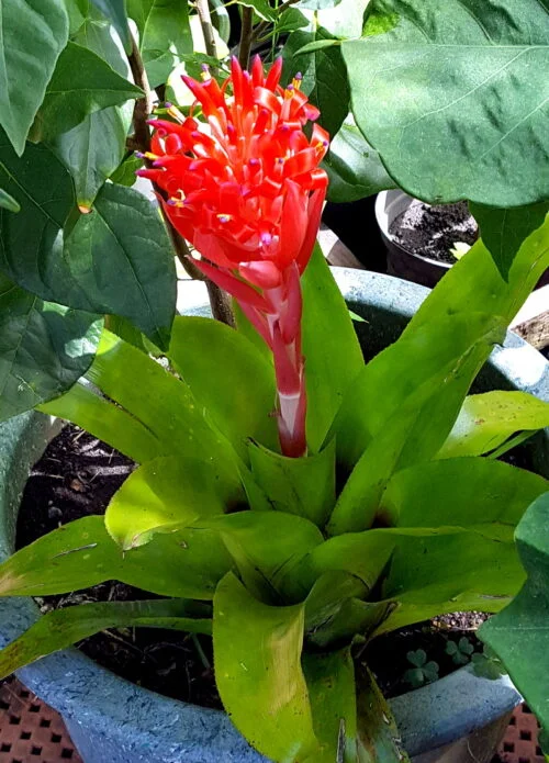 Billbergia pyramidalis -  Billbergia / Flaming torch (graines/seeds) – Image 5
