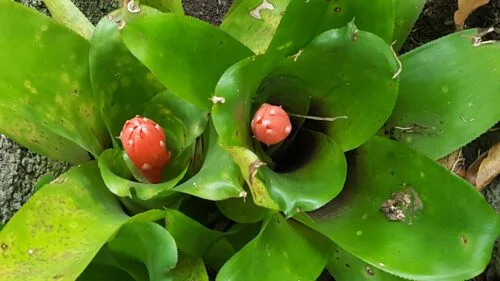 Billbergia pyramidalis -  Billbergia / Flaming torch (graines/seeds) – Image 2