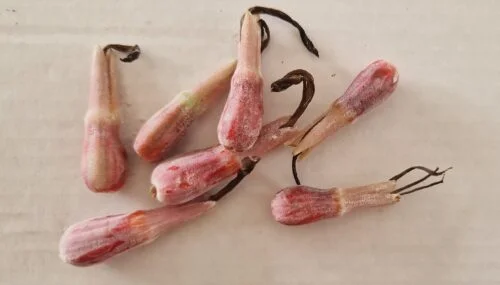Billbergia pyramidalis -  Billbergia / Flaming torch (graines/seeds) – Image 3