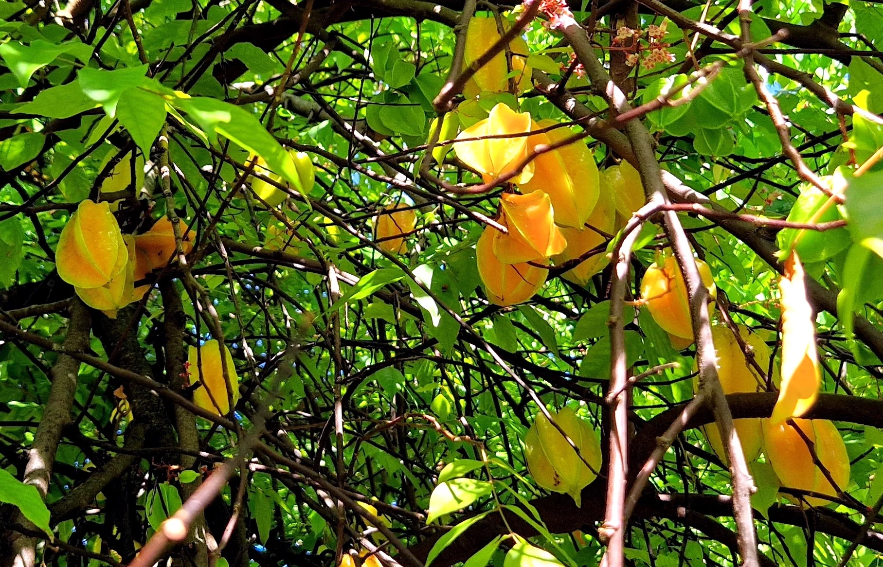 Averrhoa carambola -  Carambolier / Carambola, Star fruit (graines/seeds)