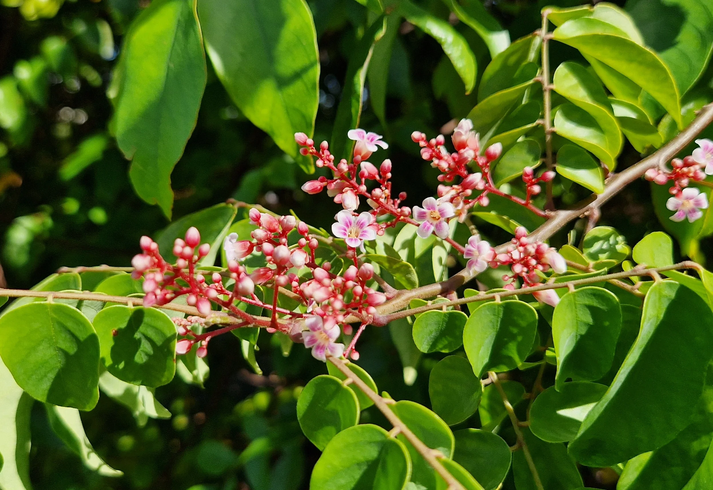 Averrhoa carambola -  Carambolier / Carambola, Star fruit (graines/seeds) – Image 6