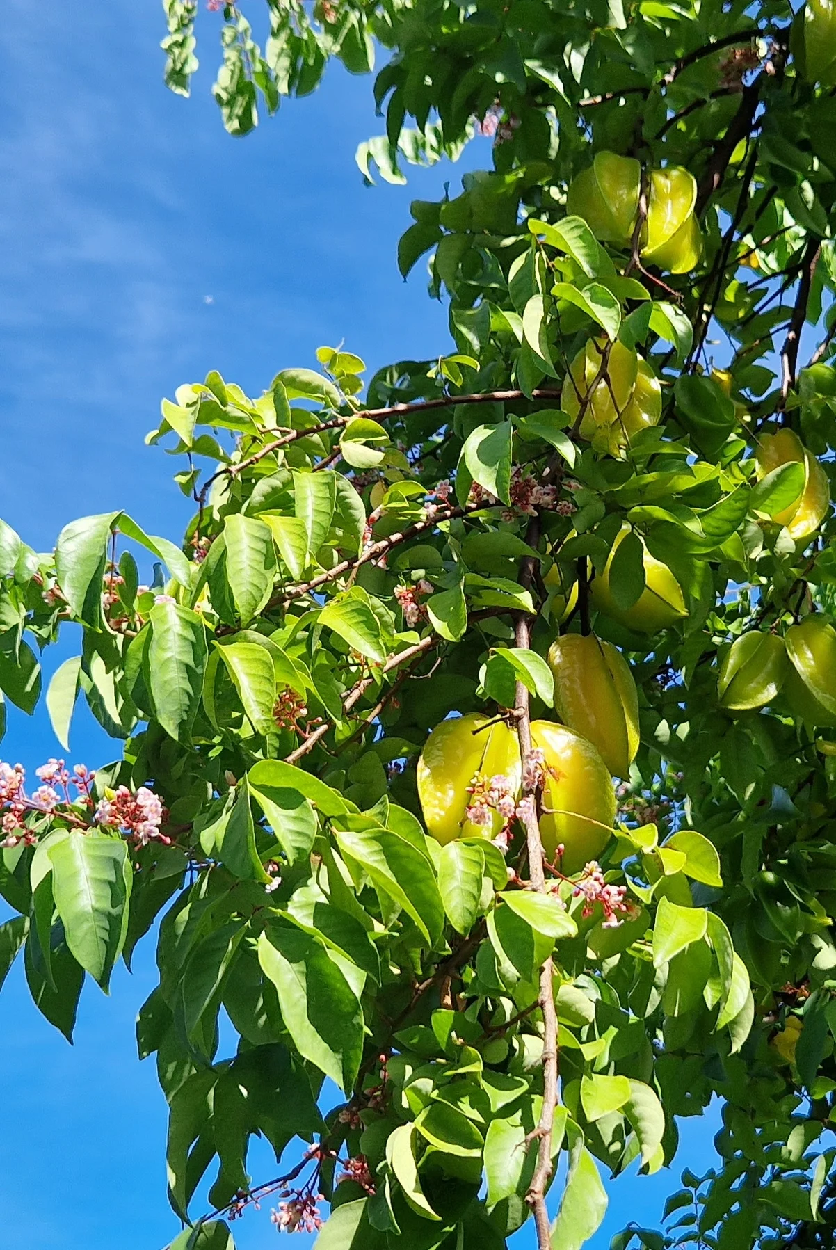 Averrhoa carambola -  Carambolier / Carambola, Star fruit (graines/seeds) – Image 5