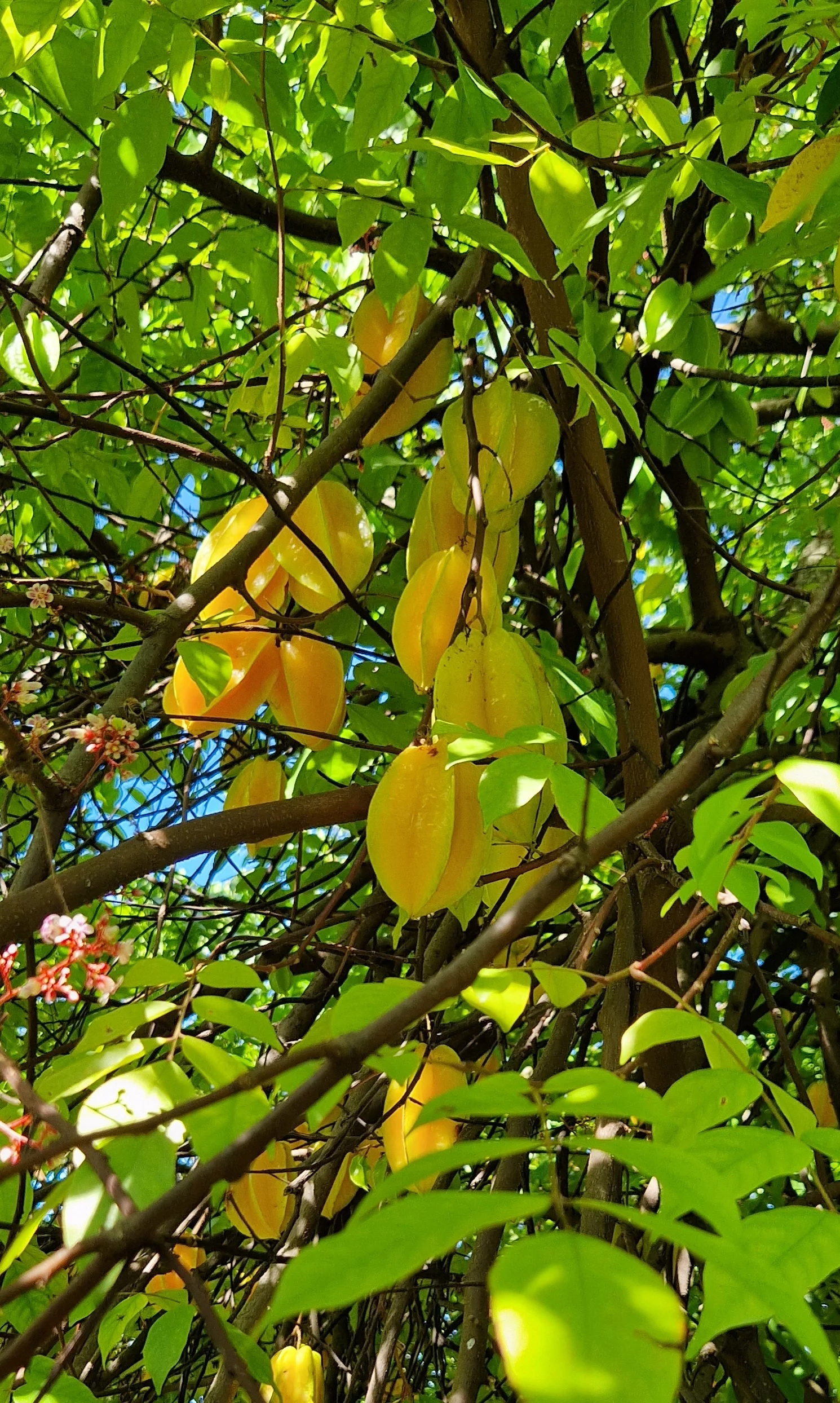 Averrhoa carambola -  Carambolier / Carambola, Star fruit (graines/seeds) – Image 4