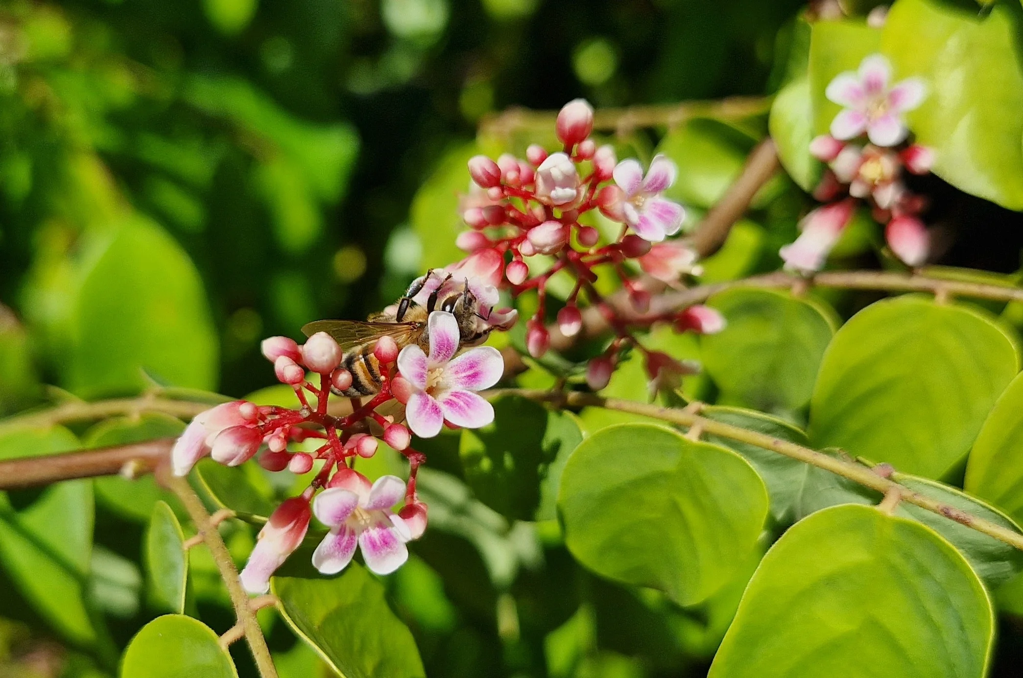Averrhoa carambola -  Carambolier / Carambola, Star fruit (graines/seeds) – Image 3