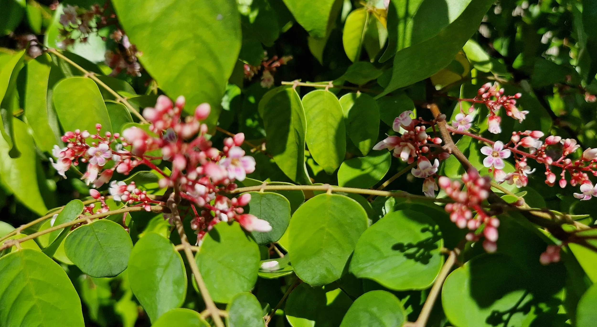Averrhoa carambola -  Carambolier / Carambola, Star fruit (graines/seeds) – Image 2
