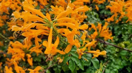Tecoma Capensis /Cape honeysuckle / Bignone du Cap - (graines/seeds) – Image 7