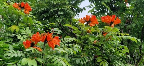 Spathodea campanulata flowers