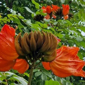 Spathodea campanulata flowers