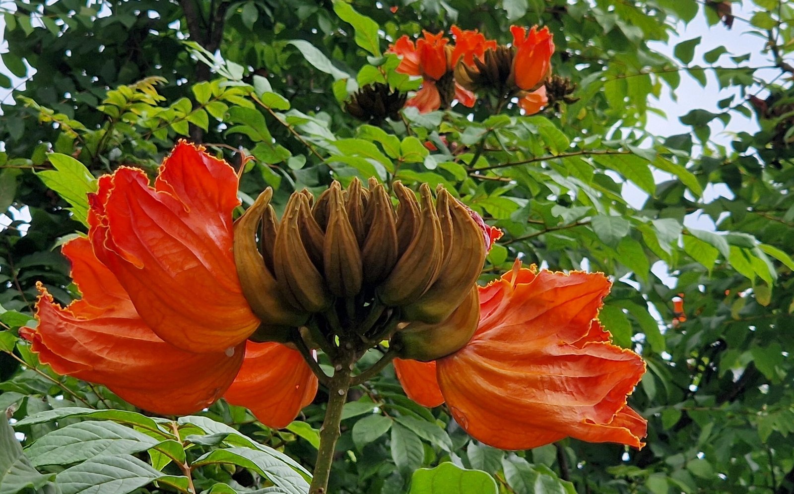 Spathodea campanulata flowers