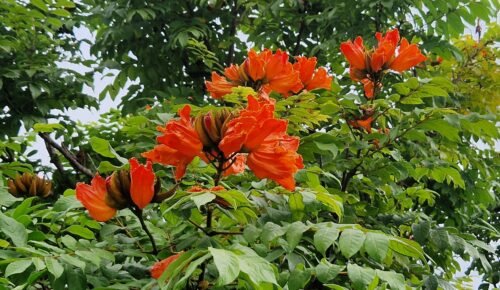 Spathodea campanulata flowers