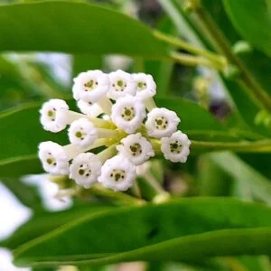 Cestrum diurnum - Galant de jour / Day jasmine - (graines/seeds)