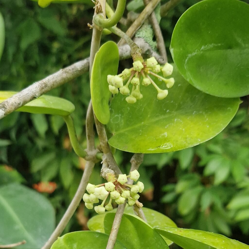 Grappe de boutons floraux, stade 1 - dim 08 06 2025