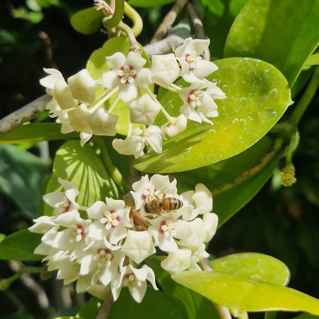 Grappe de boutons floraux, stade 2 - ven 13 06 2025