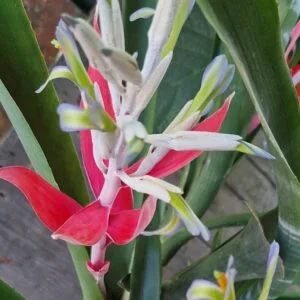 Billbergia macrocalyx Hook (Rare)-  Billbergia  (graines/seeds)