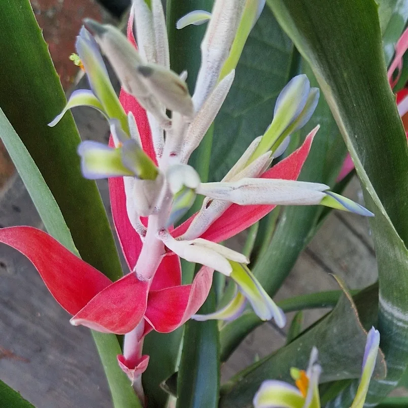 Billbergia macrocalyx Hook (Rare)-  Billbergia  (graines/seeds)