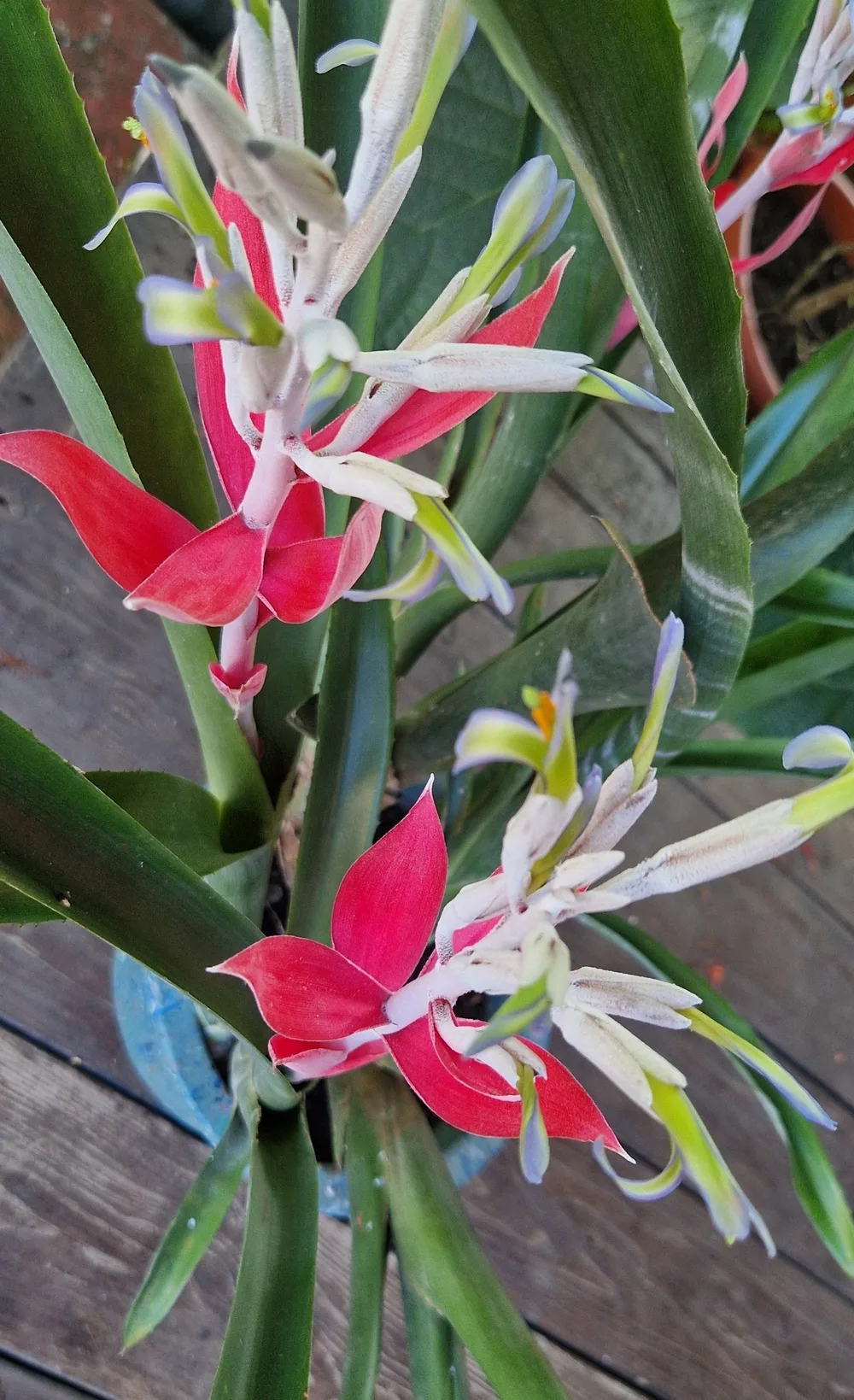 Billbergia macrocalyx Hook (Rare)-  Billbergia  (graines/seeds) – Image 7