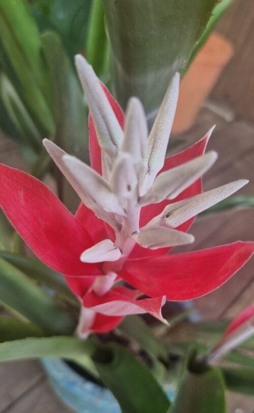 Billbergia macrocalyx Hook (Rare)-  Billbergia  (graines/seeds) – Image 6