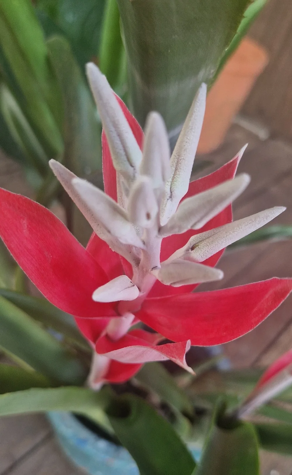 Billbergia macrocalyx Hook (Rare)-  Billbergia  (graines/seeds) – Image 6