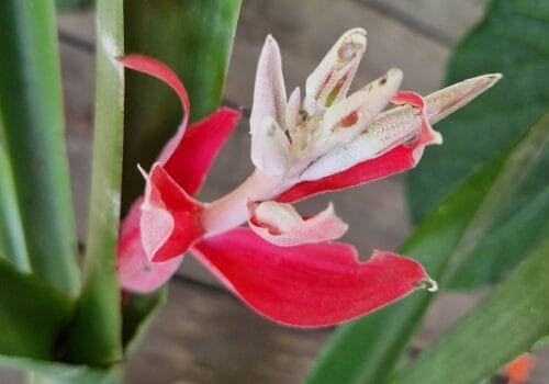 Billbergia macrocalyx Hook (Rare)-  Billbergia  (graines/seeds) – Image 8