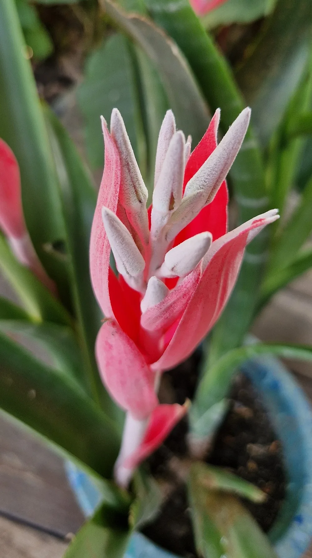 Billbergia macrocalyx Hook (Rare)-  Billbergia  (graines/seeds) – Image 5