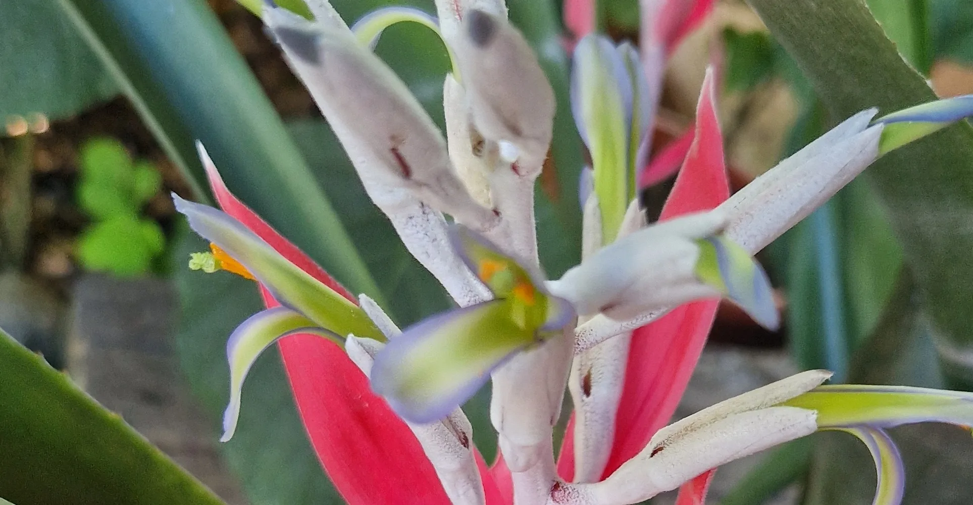 Billbergia macrocalyx Hook (Rare)-  Billbergia  (graines/seeds) – Image 9