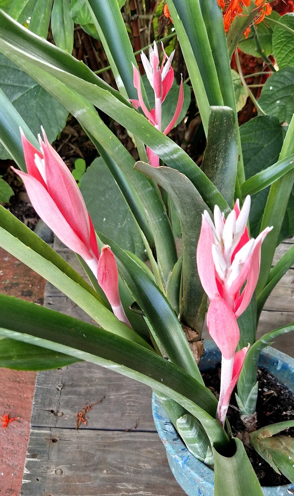 Billbergia macrocalyx Hook (Rare)-  Billbergia  (graines/seeds) – Image 4