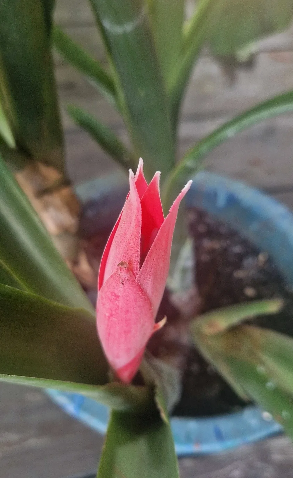 Billbergia macrocalyx Hook (Rare)-  Billbergia  (graines/seeds) – Image 3