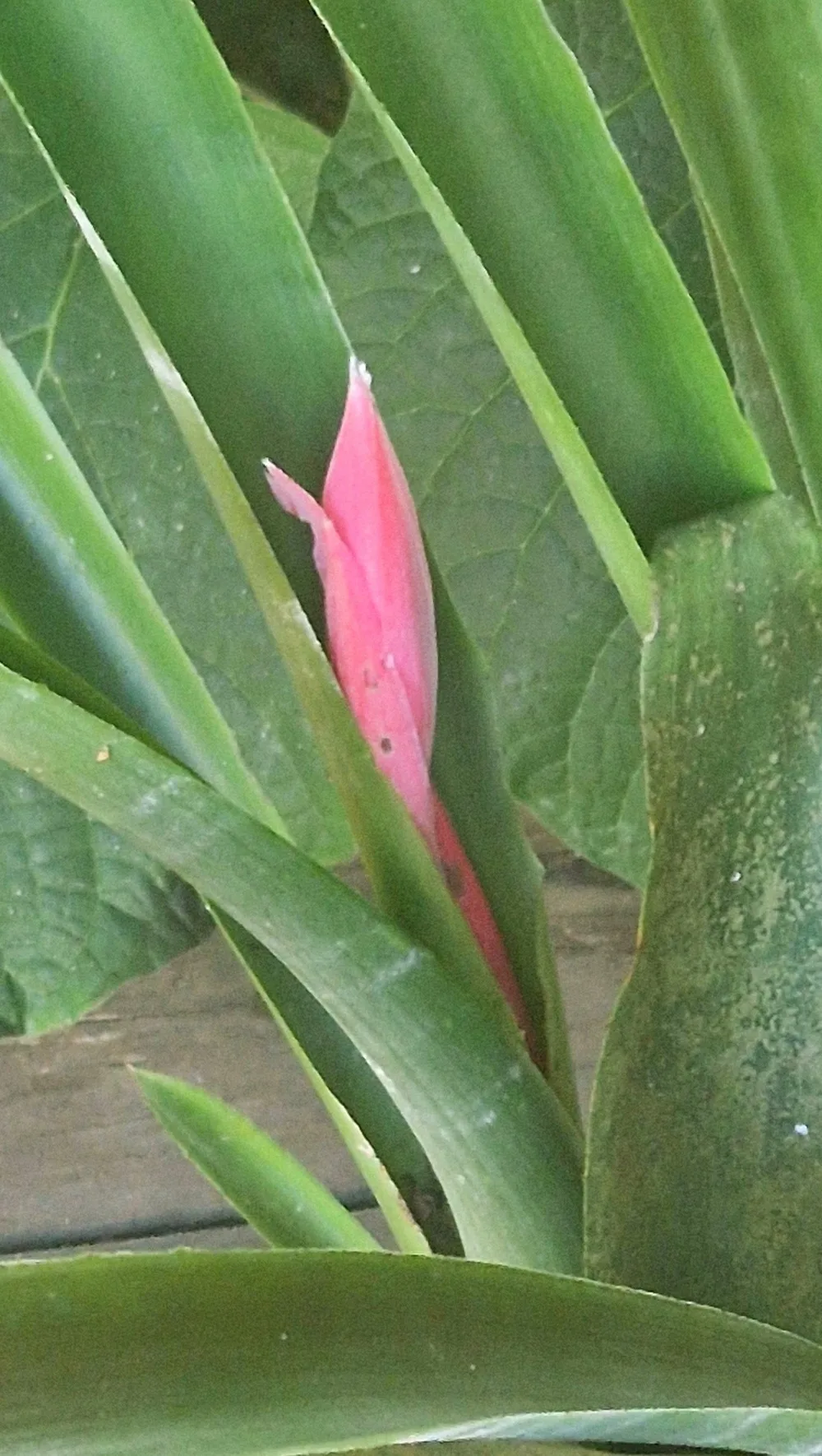 Billbergia macrocalyx Hook (Rare)-  Billbergia  (graines/seeds) – Image 2