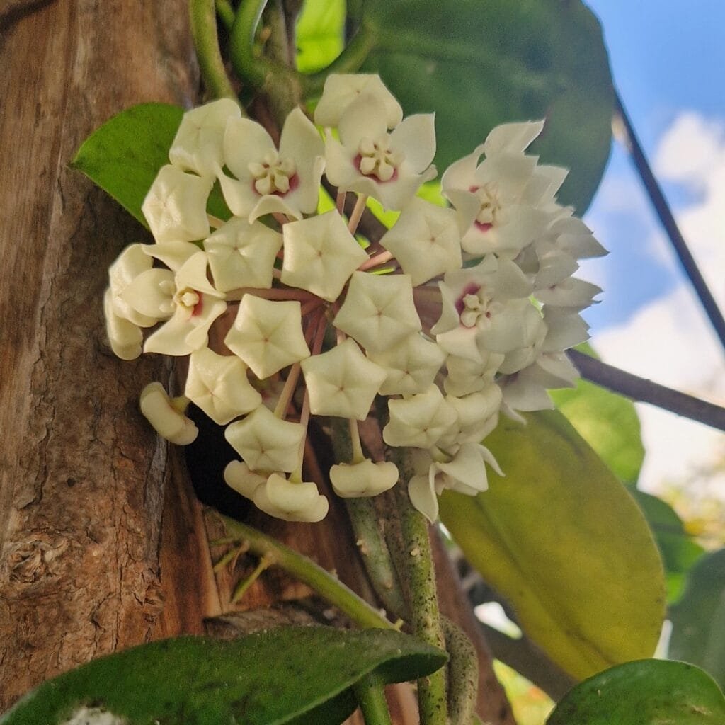 Boutons floraux 2