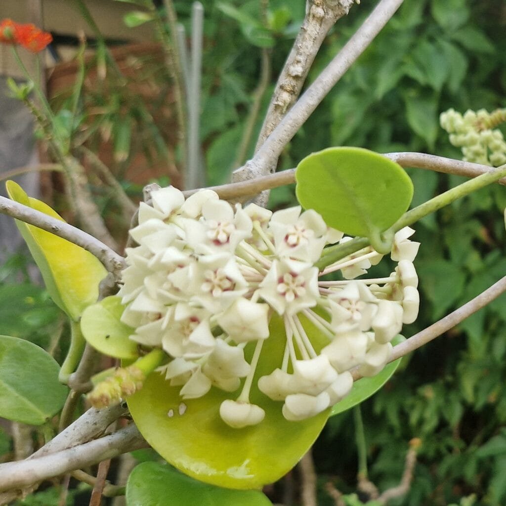 Boutons floraux 2